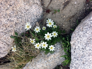 Avens