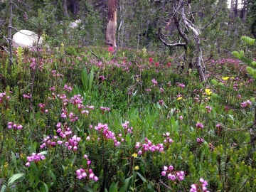 Wildflowers going off!